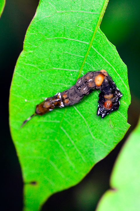 クロモンカギバ幼虫