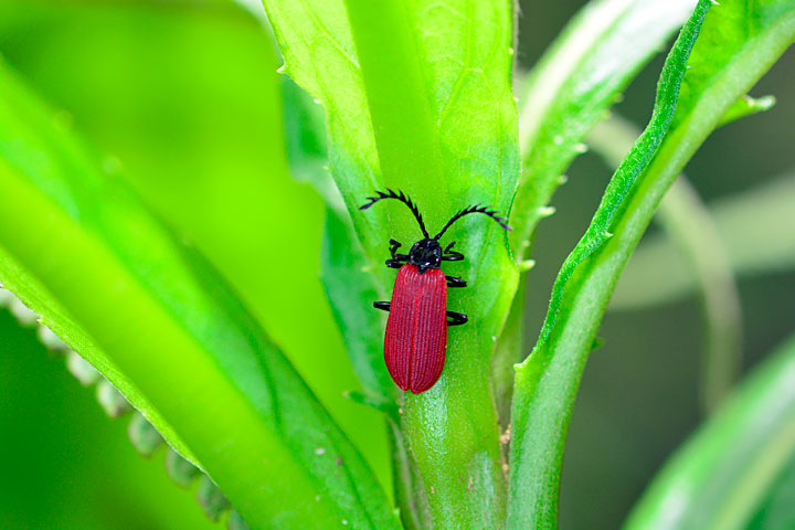 オオシマカクムネベニボタル