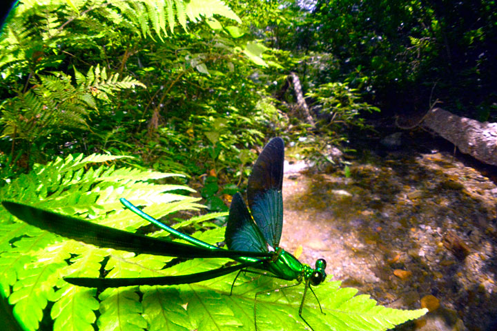 リュウキュウハグロトンボ雄