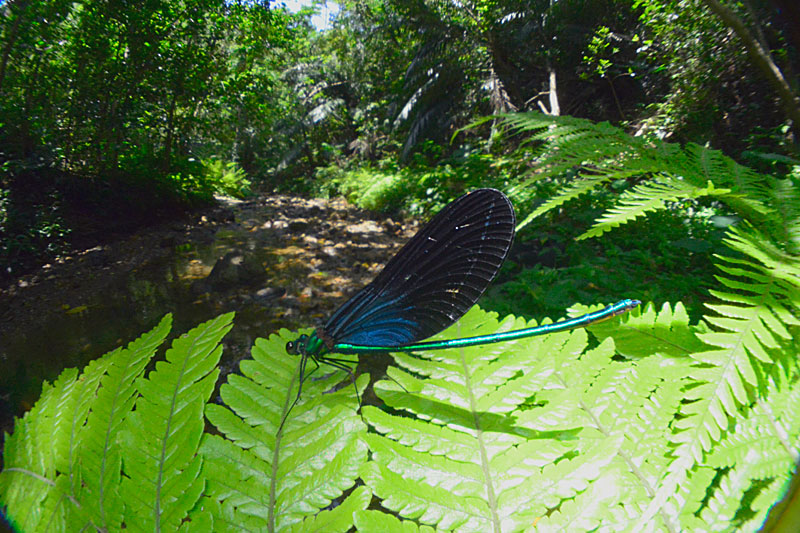 リュウキュウハグロトンボ雄