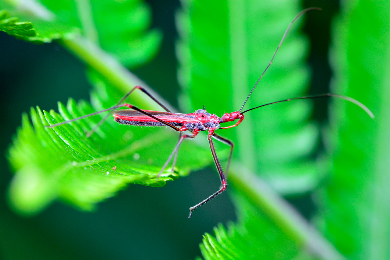 キベリヒゲナガサシガメ