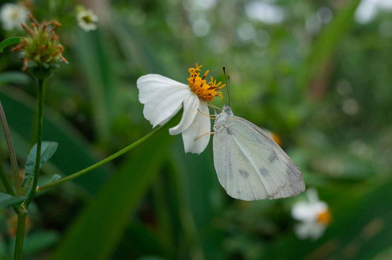 モンシロチョウ
