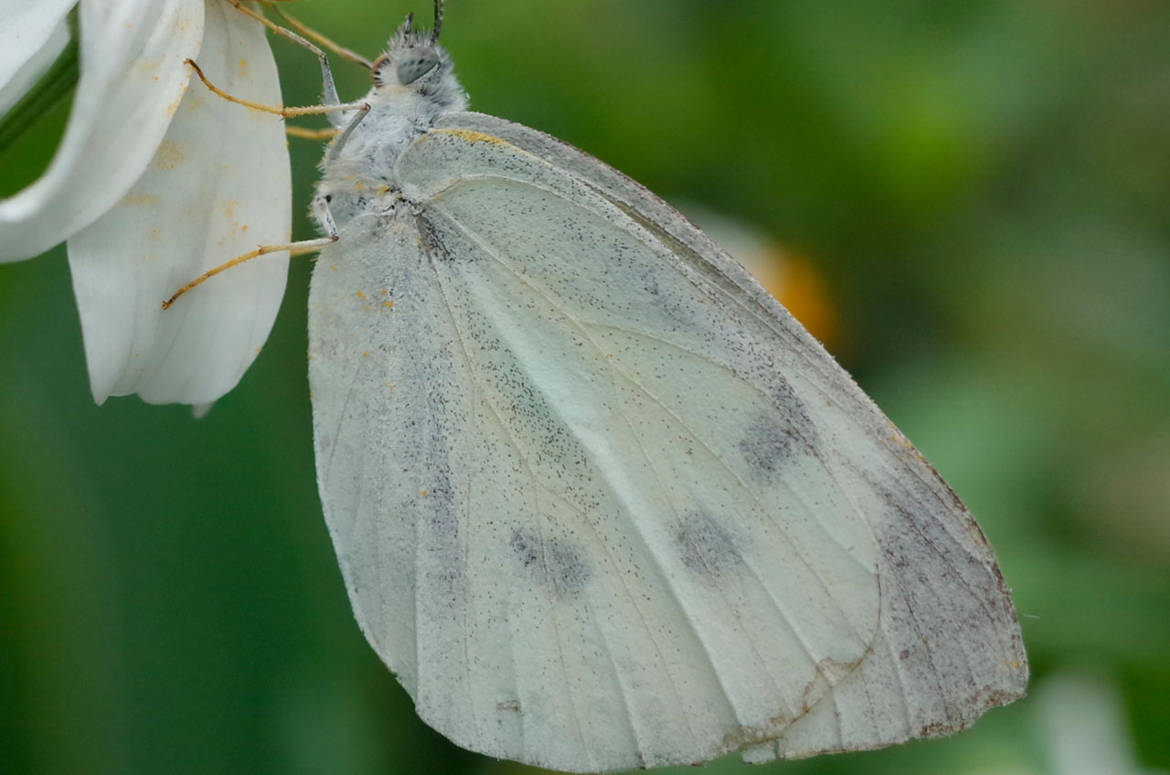モンシロウチョウ（拡大画像）