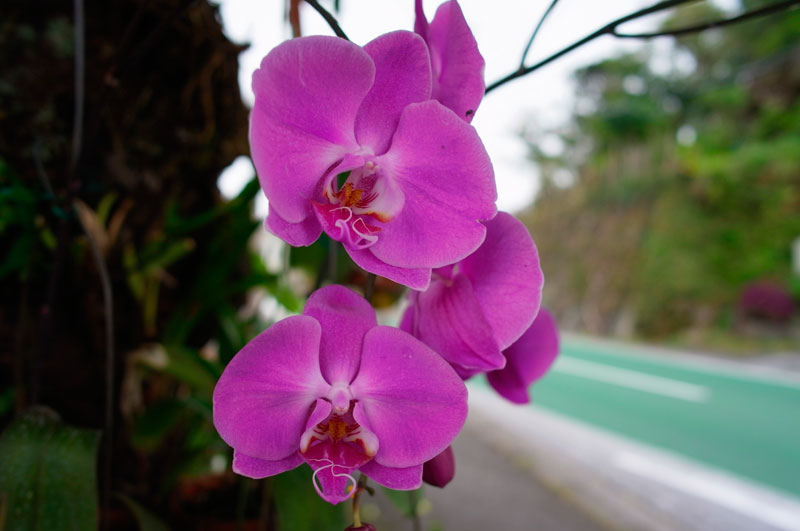 被写界深度比較４