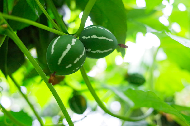 オキナワスズメウリ実
