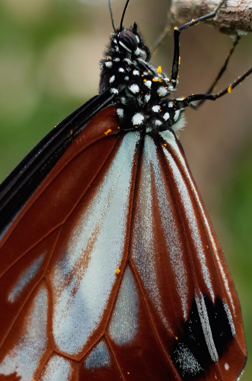 アサギマダラ（拡大画像）