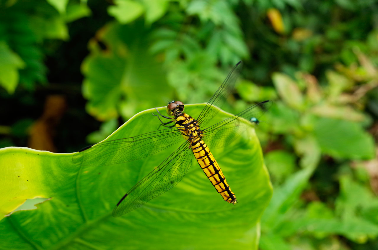 オオハラビロトンボ雌