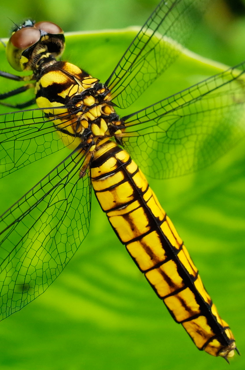 オオハラビロトンボ雌（拡大画像）