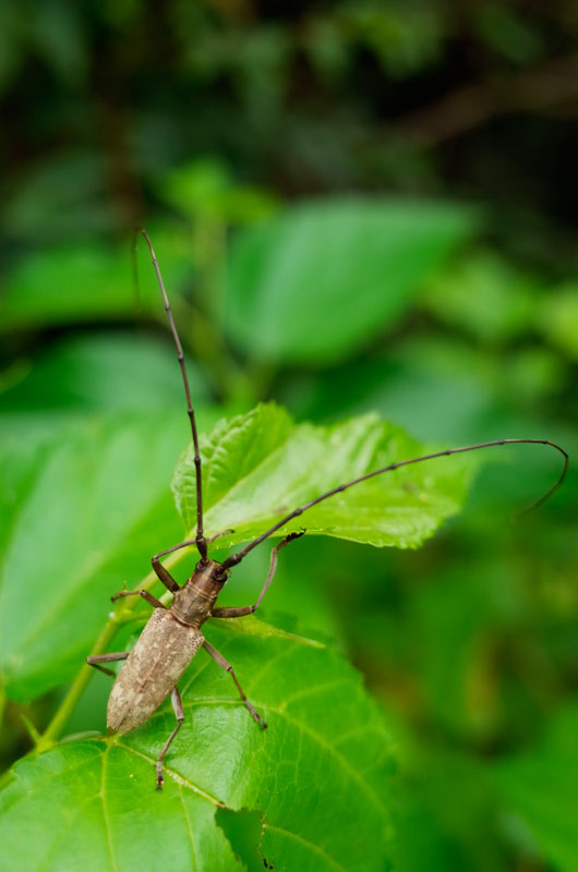 キボシカミキリ（沖縄諸島産）