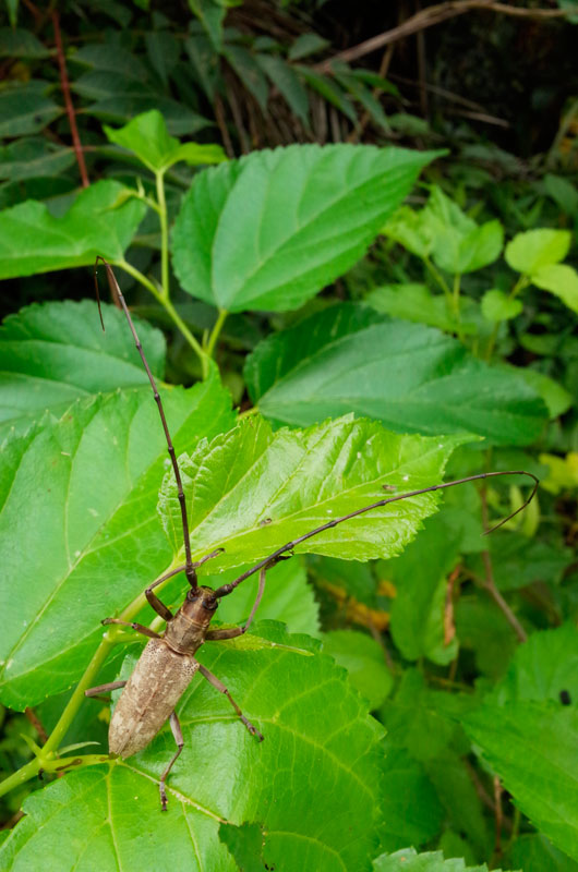 キボシカミキリ（沖縄諸島産）