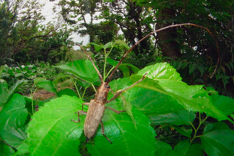 キボシカミキリ（沖縄諸島産）