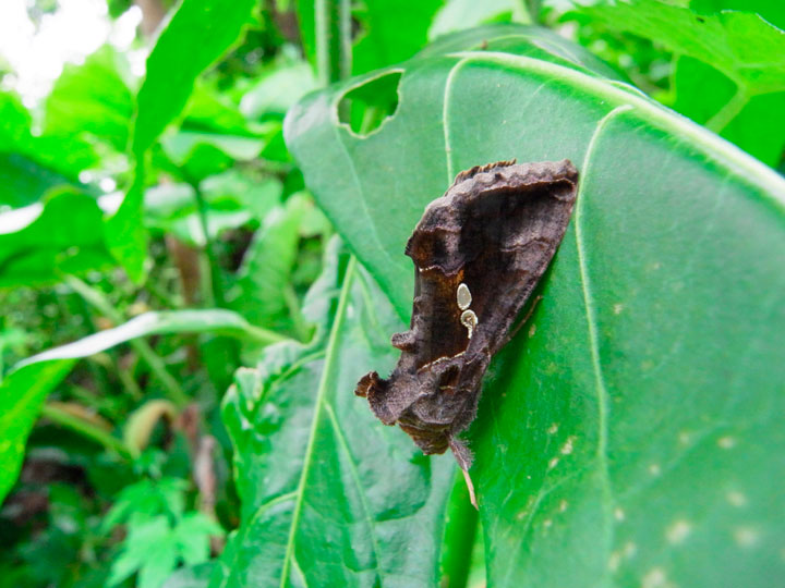 イチジクキンウワバ