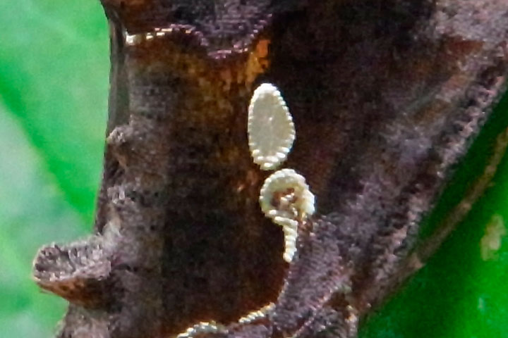 イチジクキンウワバ（拡大画像）