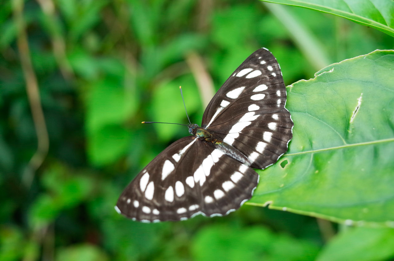 リュウキュウミスジ