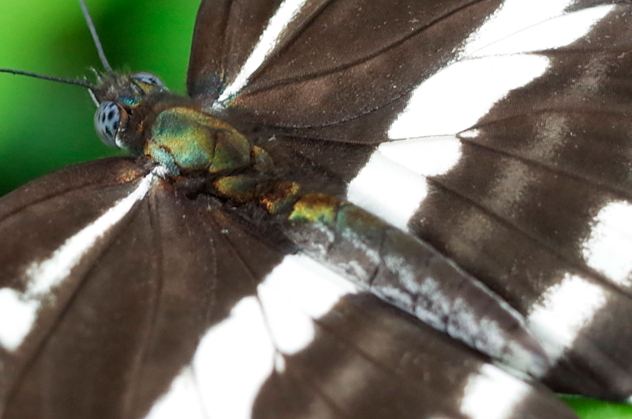 リュウキュウミスジ（拡大画像）