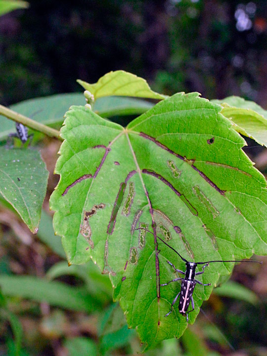 リュウキュウルリボシカミキリ