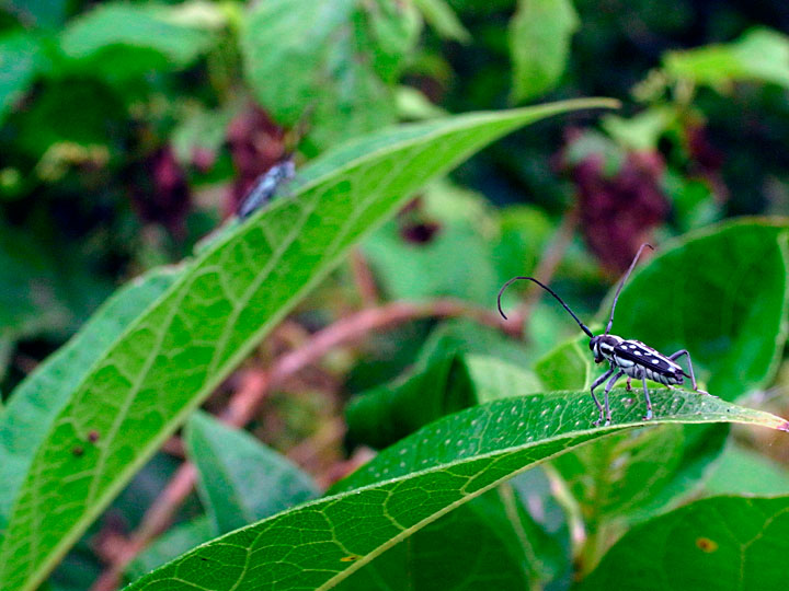 リュウキュウルリボシカミキリ