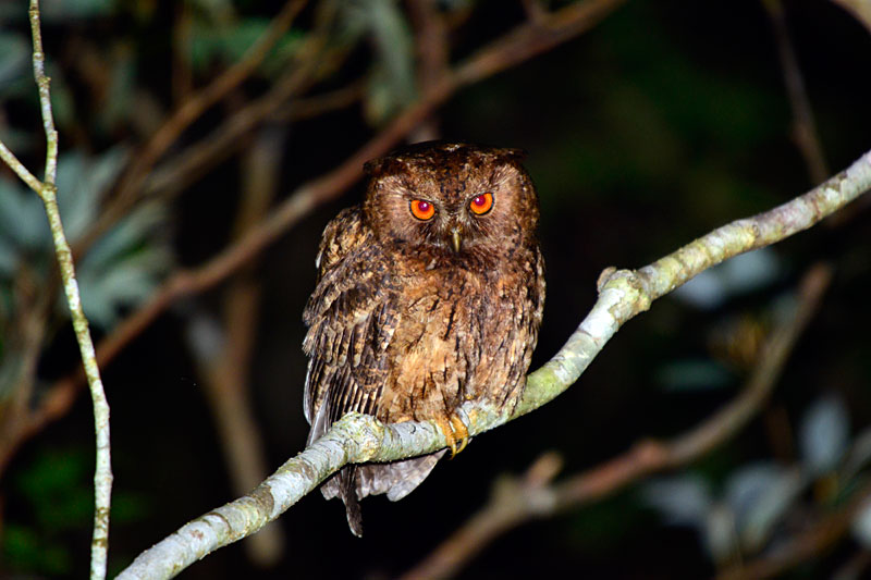 リュウキュウオオコノハズク