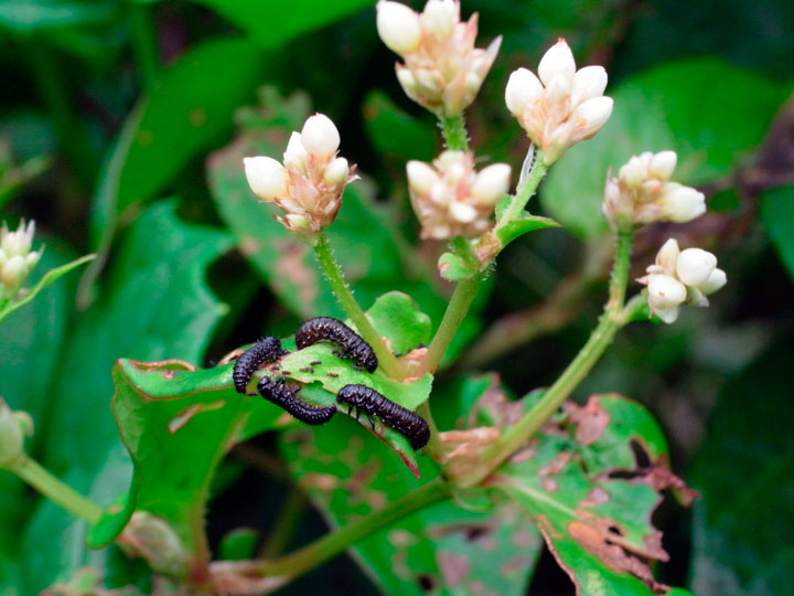カミナリハムシ幼虫