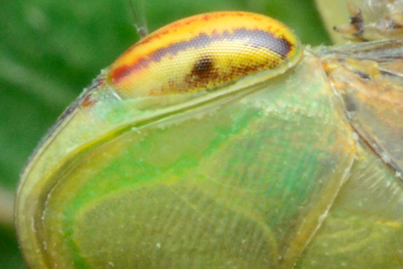 オサヨコバイ（ピクセル等倍）