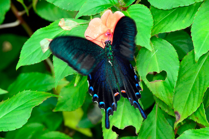 オキナワカラスアゲハ