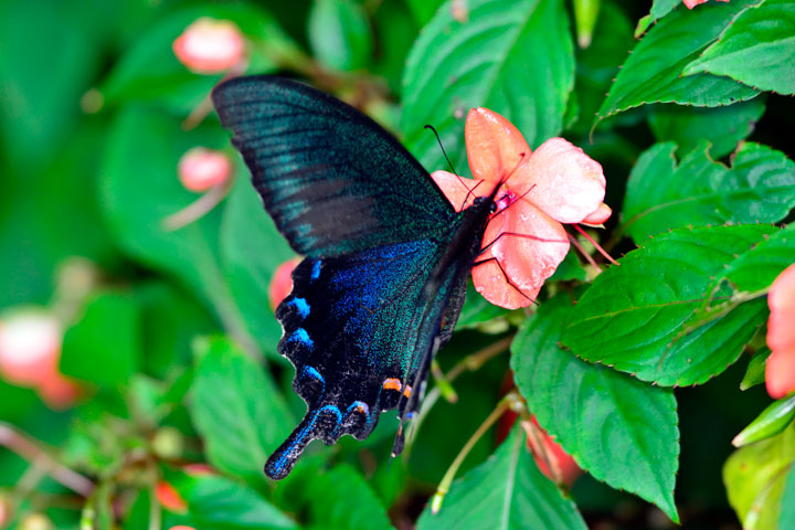オキナワカラスアゲハ