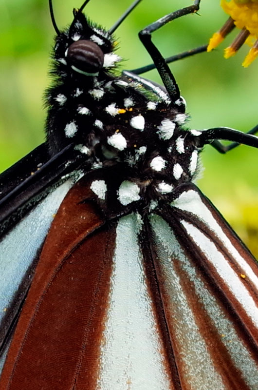 アサギマダラ（ピクセル等倍）