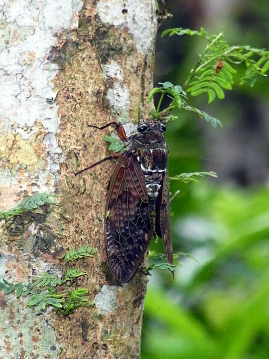 リュウキュウアブラゼミ
