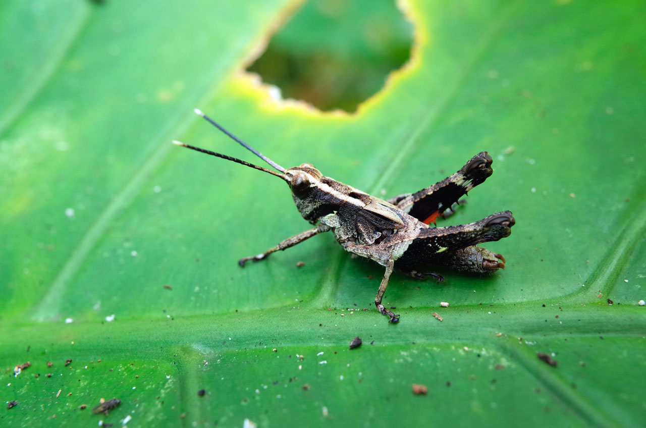 オキナワモリバッタ雄