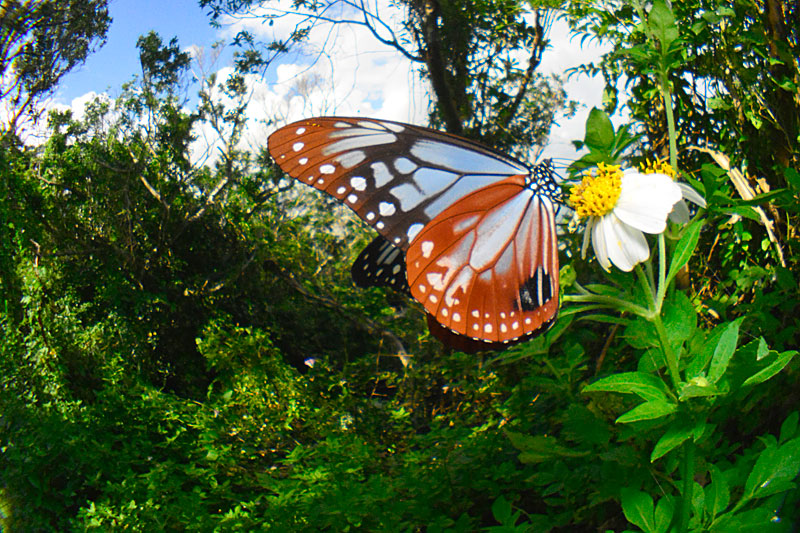 アサギマダラ雄