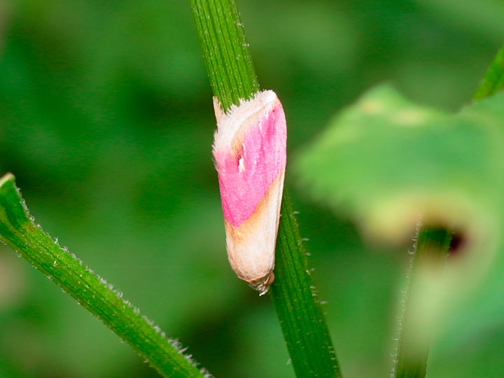 シラホシベニコヤガ