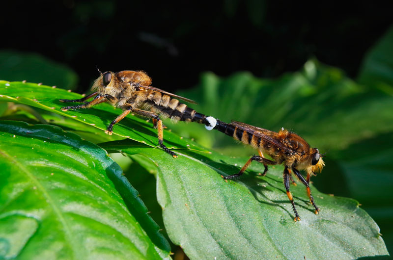 シオヤアブ・交尾ペア