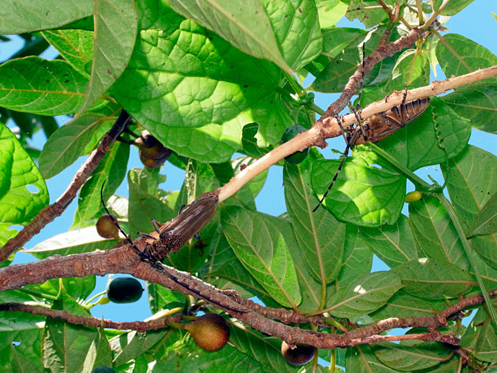 リュウキュウクワカミキリ