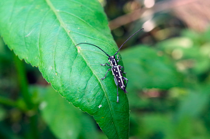 リュウキュウルリボシカミキリ