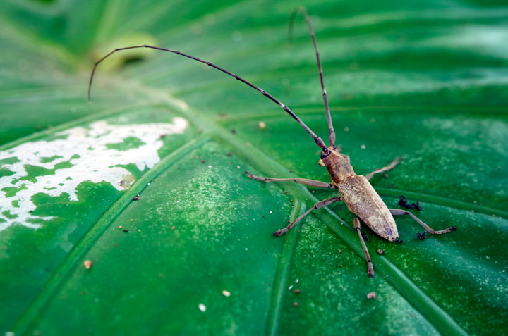 オキナワキボシカミキリ