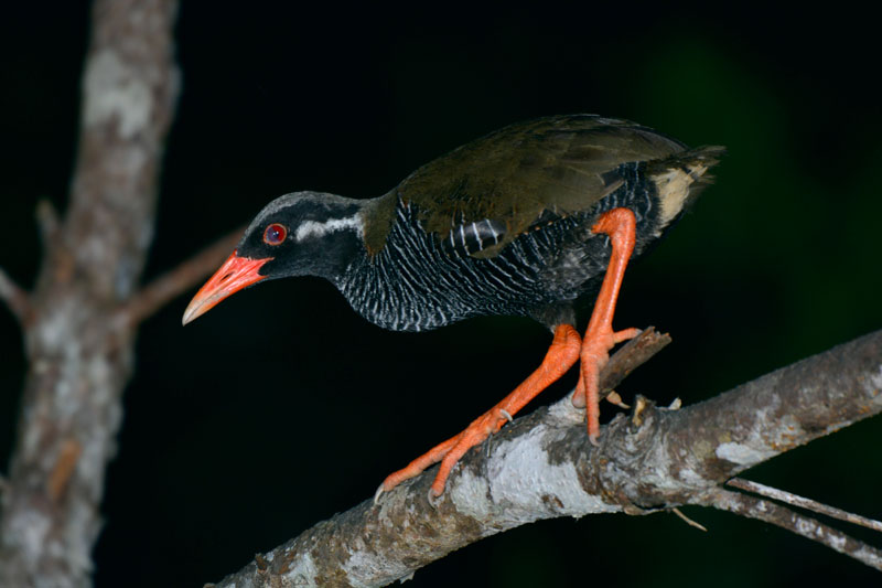 ヤンバルクイナ