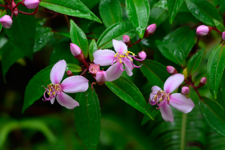 コバノミヤマノボタン