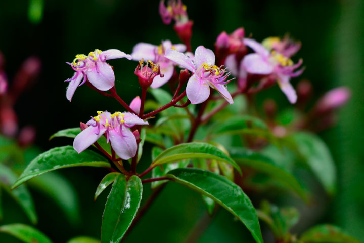 コバノミヤマノボタン