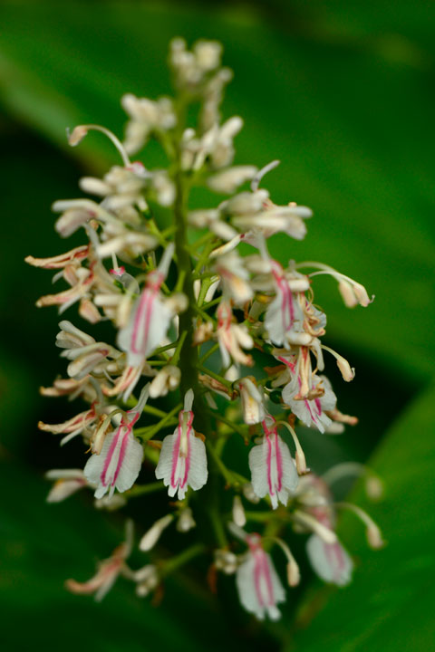 アオノクマタケラン