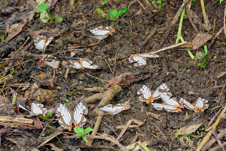 イシガケチョウ