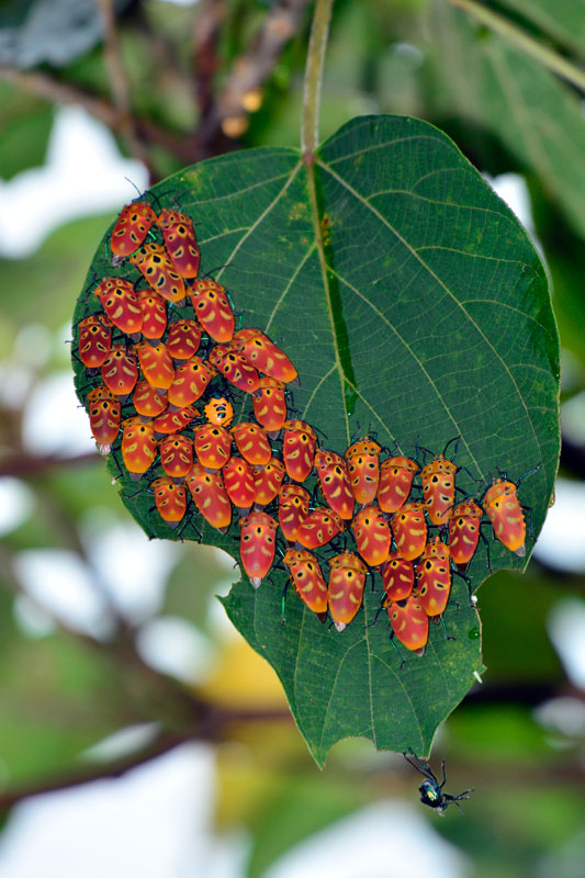 アカギカメムシ