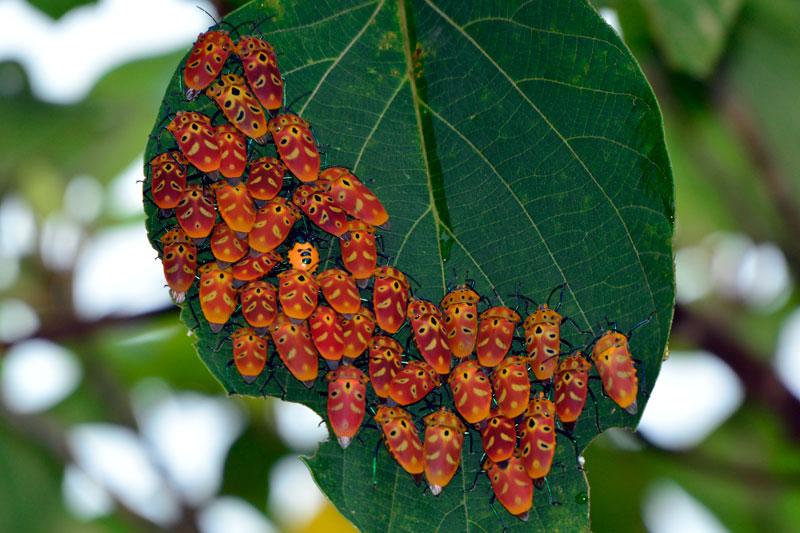 アカギカメムシ