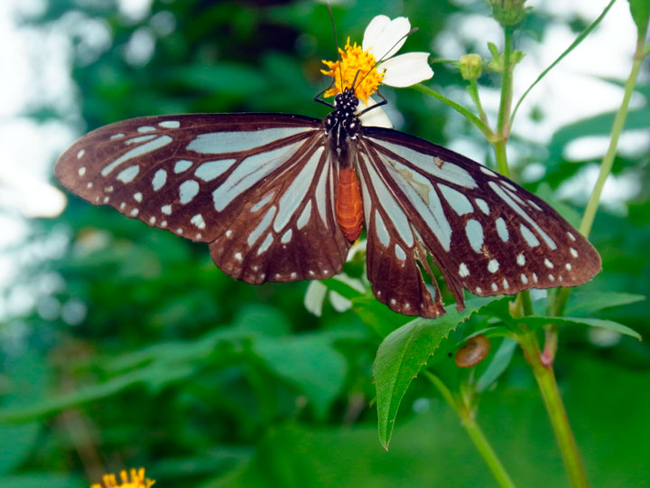 タイワンアサギマダラ