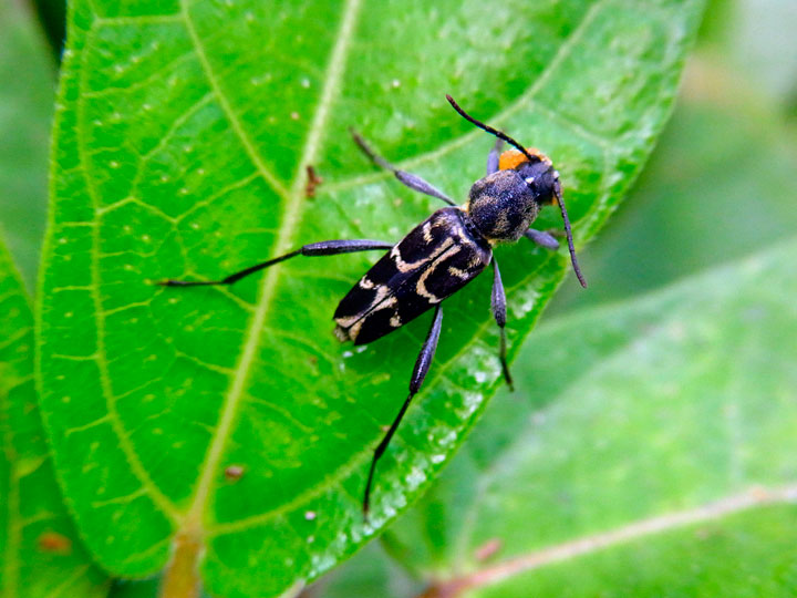 ムネモンアカネトラカミキリ