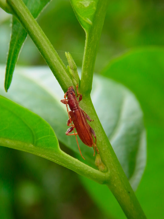 リュウキュウヒメカミキリ