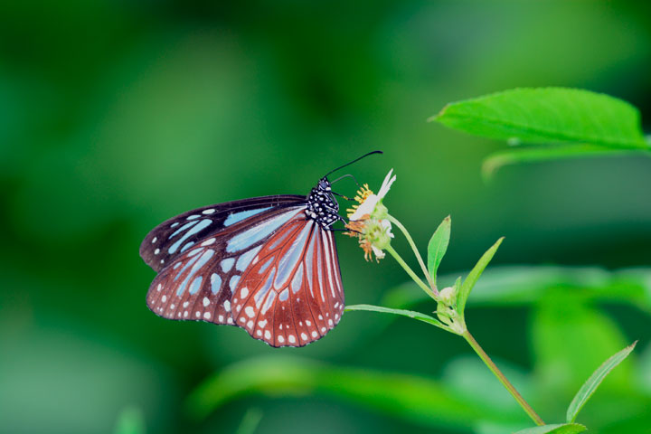 タイワンアサギマダラ