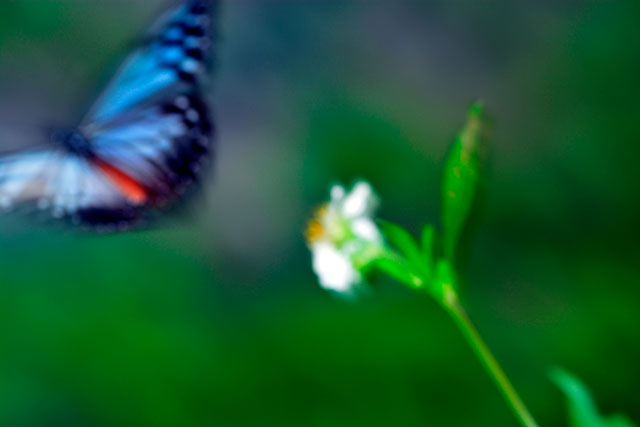 タイワンアサギマダラ