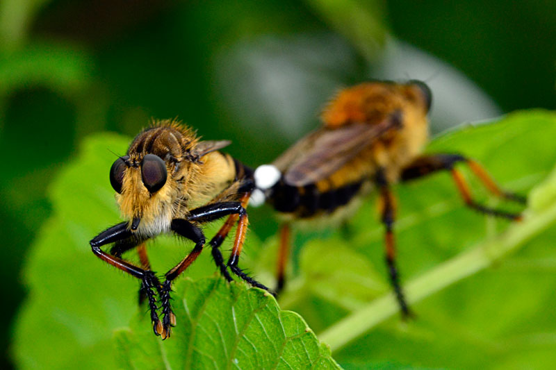 シオヤアブ・ペア