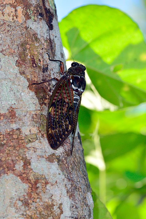 リュウキュウアブラゼミ