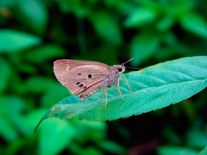 クロボシセセリ